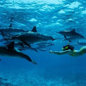 Snorkeling and Diving